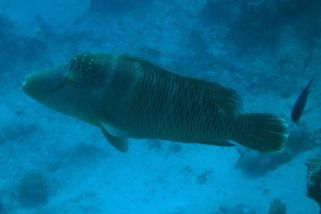 Cheilinus undulatus - Napoleon (Napoleon-Lippfisch)